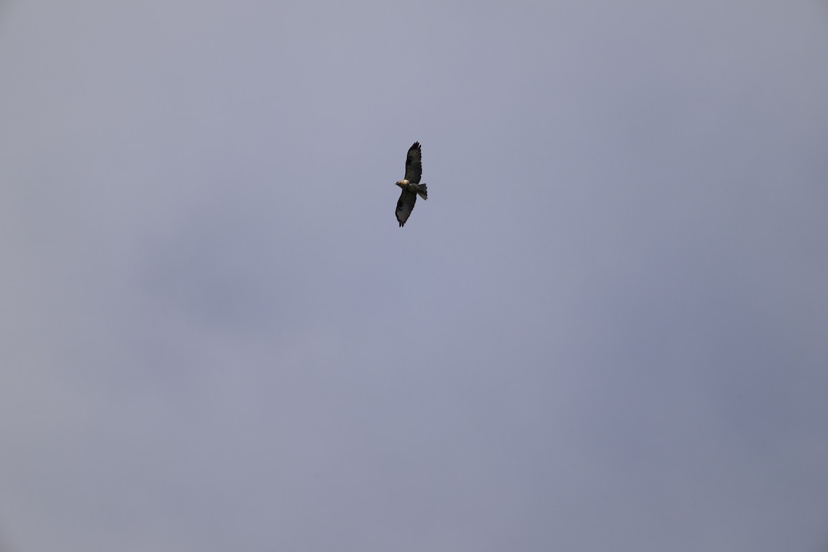 Eastern Buzzard - ML624337626