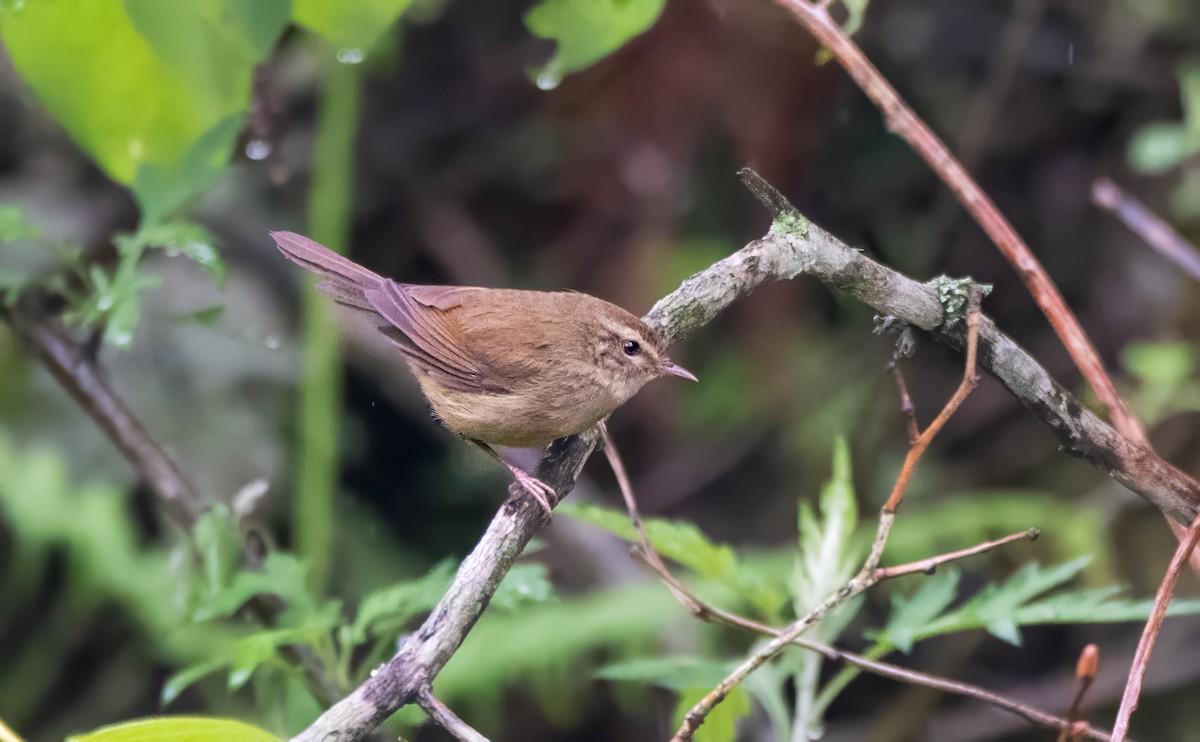 Brownish-flanked Bush Warbler - ML624337636