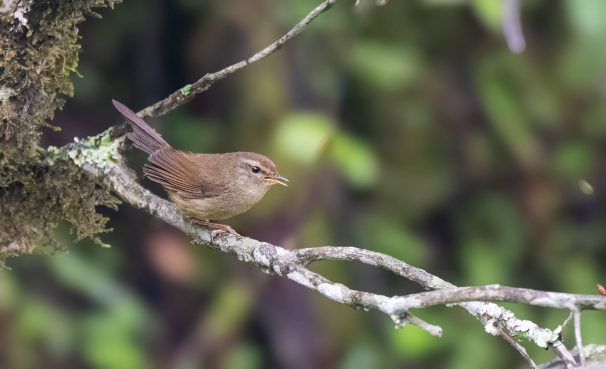 Brownish-flanked Bush Warbler - ML624337637