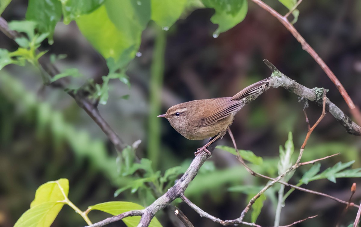 Brownish-flanked Bush Warbler - ML624337638