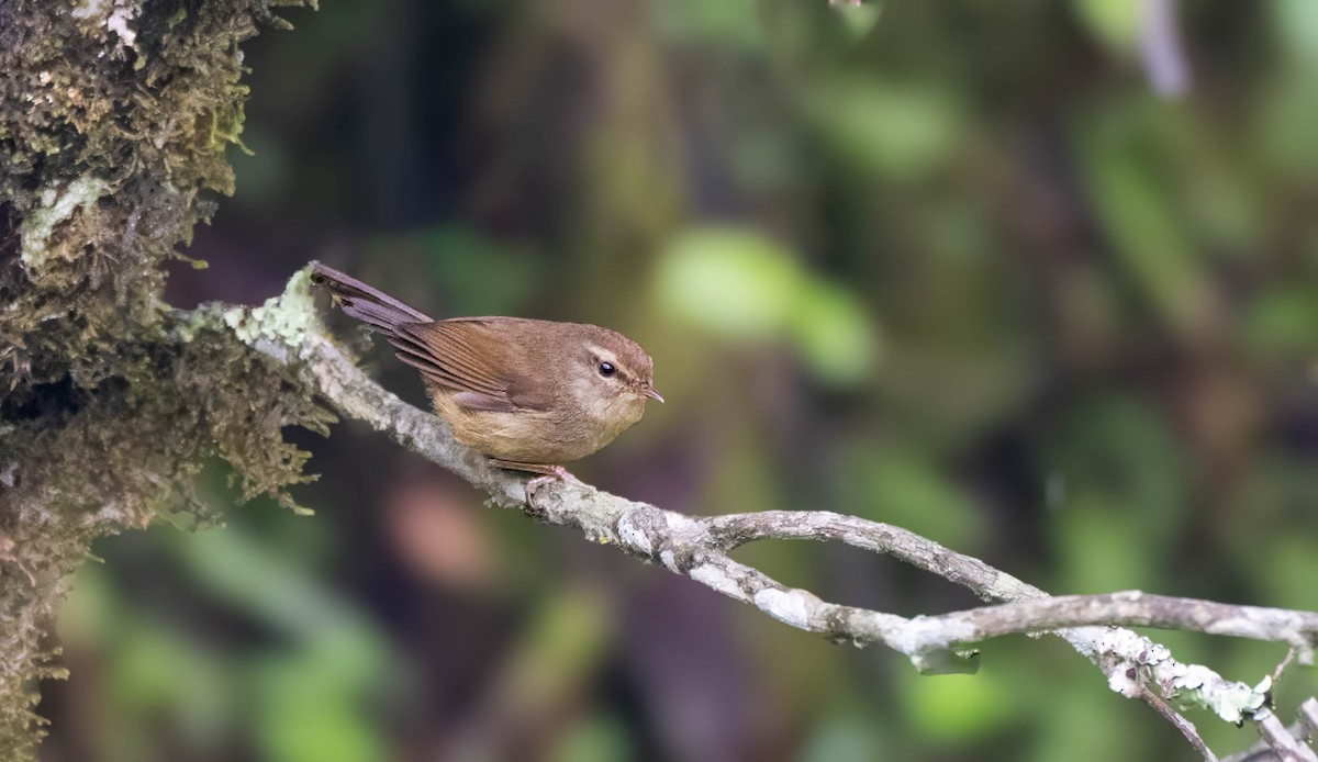 Brownish-flanked Bush Warbler - ML624337639