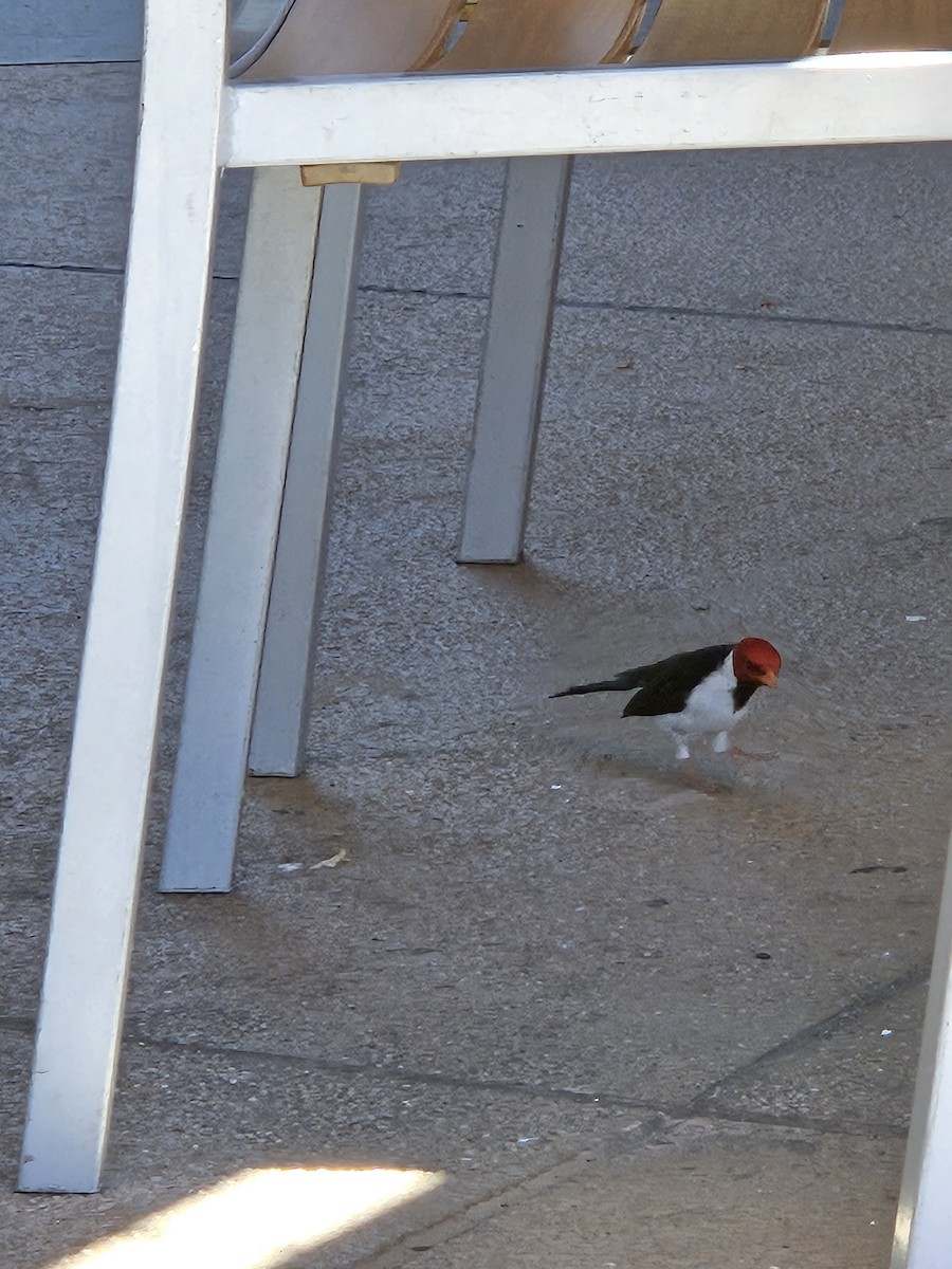 Yellow-billed Cardinal - ML624337732