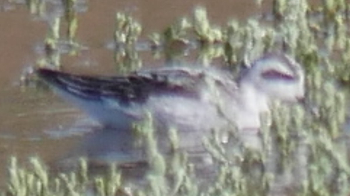 Falaropo beccosottile - ML624337753