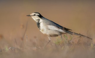 白鶺鴒(黑背眼紋) - eBird