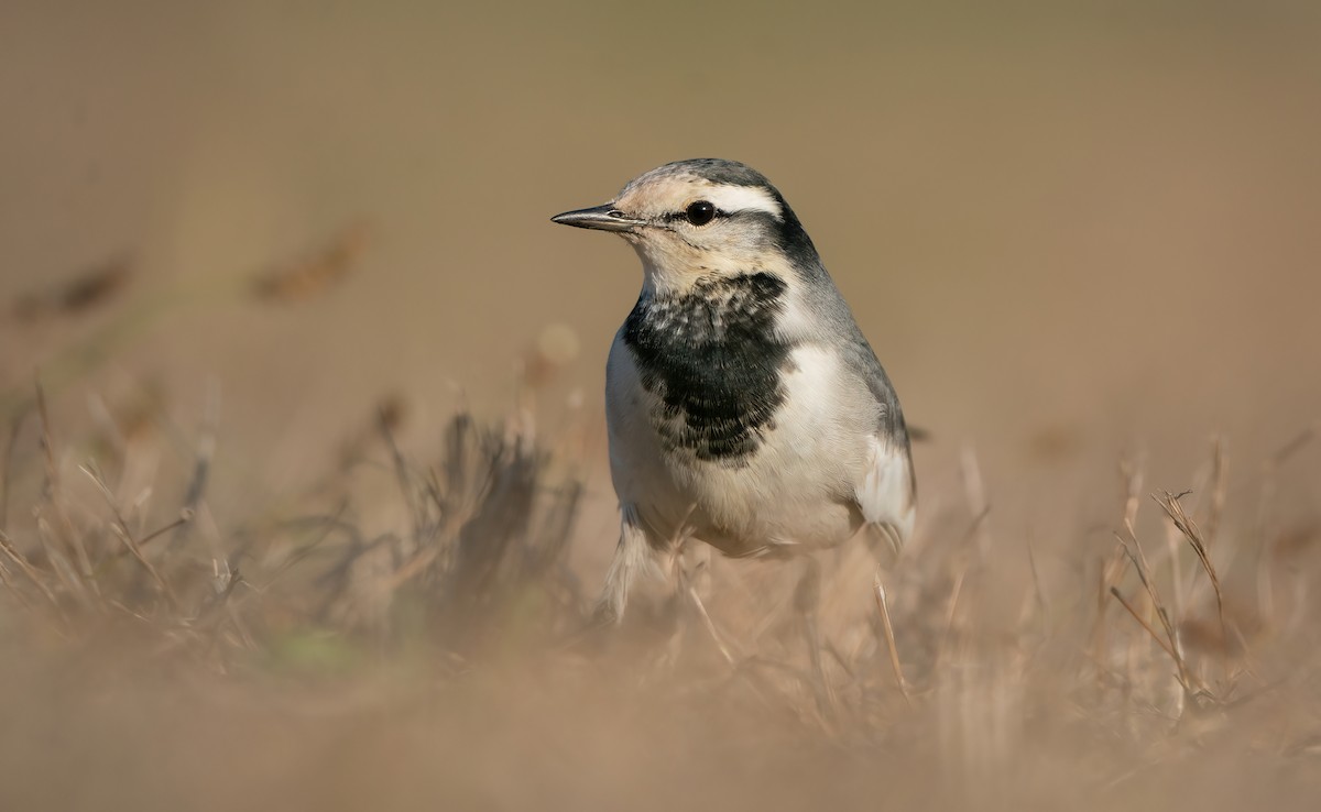 konipas bílý (ssp. lugens) - ML624337813