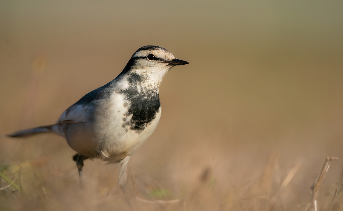 konipas bílý (ssp. lugens) - ML624337815