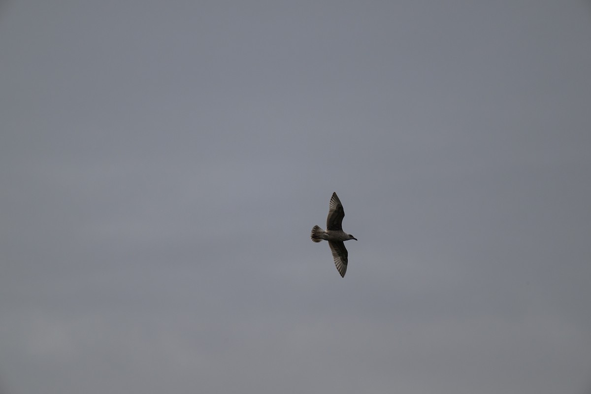 Slaty-backed Gull - ML624338118