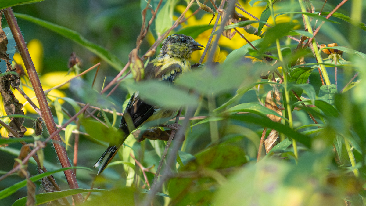 American Goldfinch - ML624338180