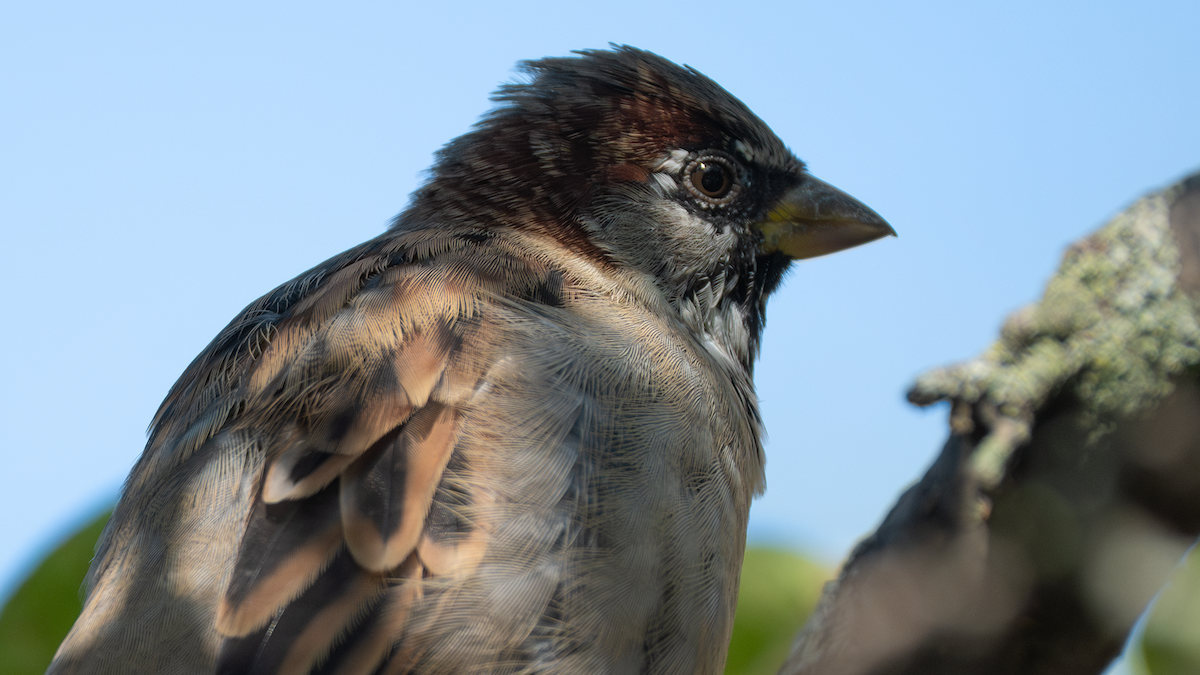 House Sparrow - ML624338233
