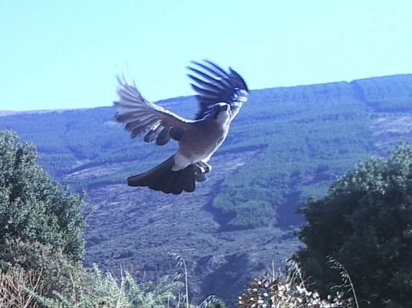 Eurasian Jay - ML624338278