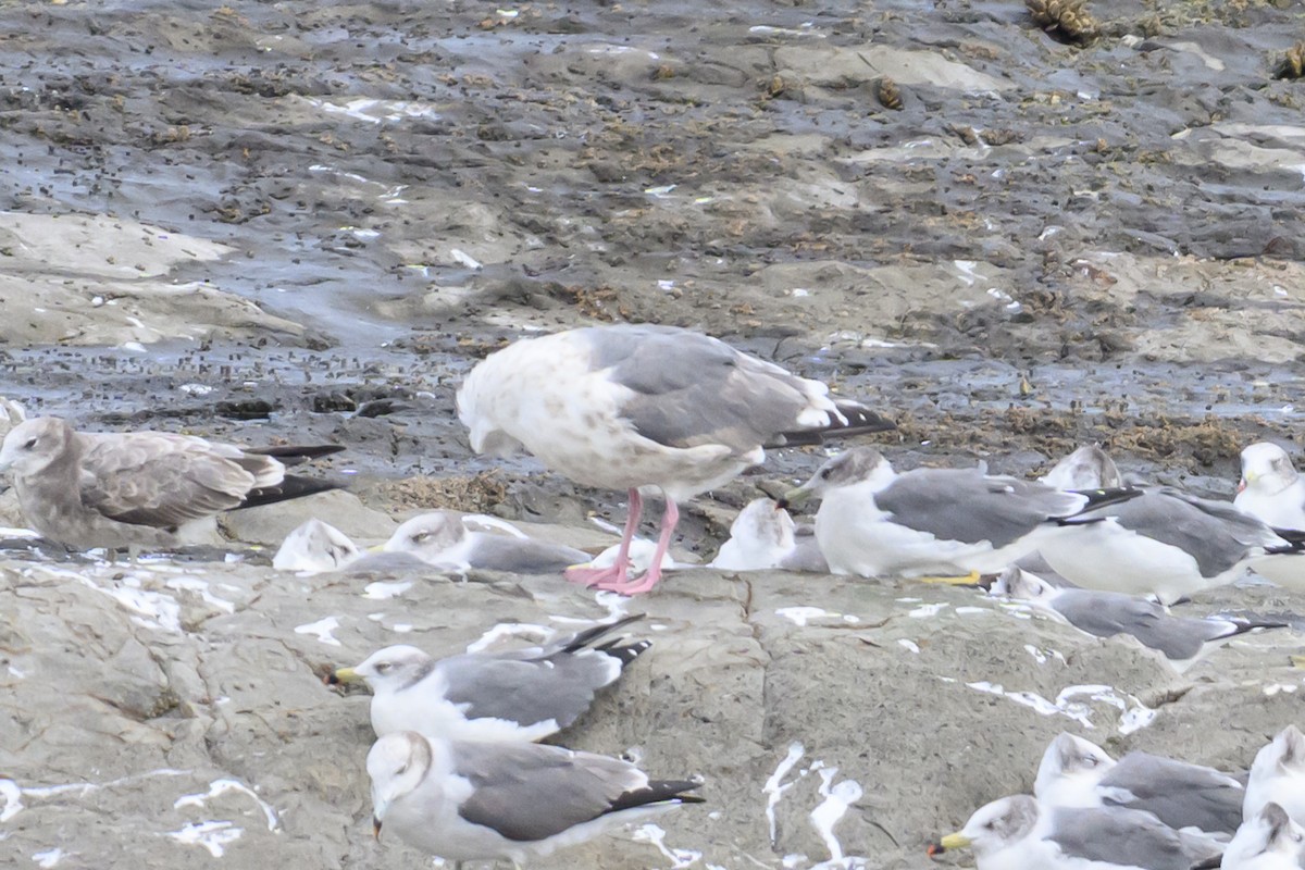 Slaty-backed Gull - ML624338509