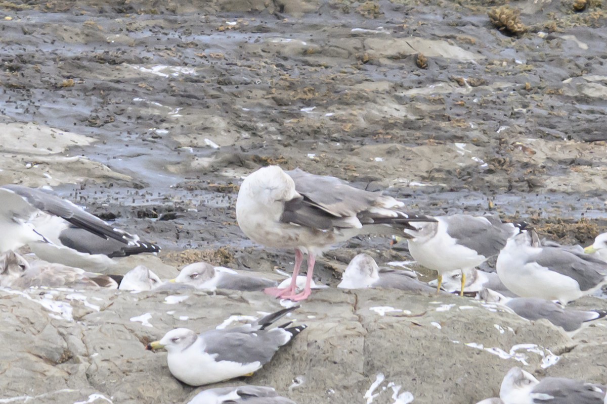 Slaty-backed Gull - ML624338510