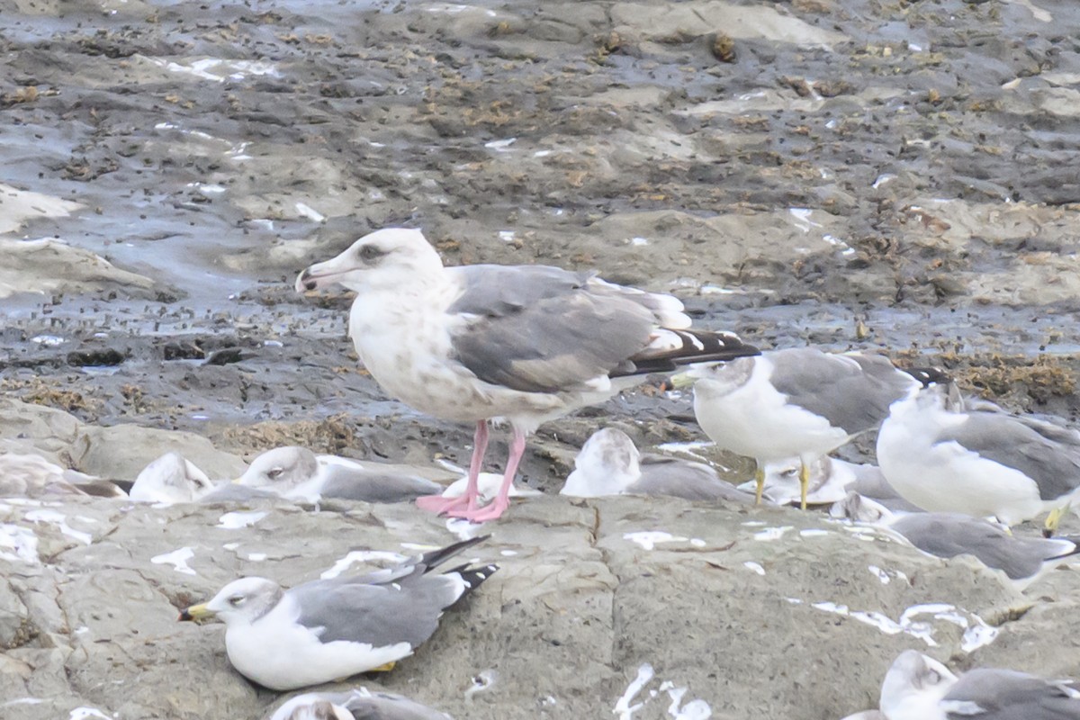 Slaty-backed Gull - ML624338511