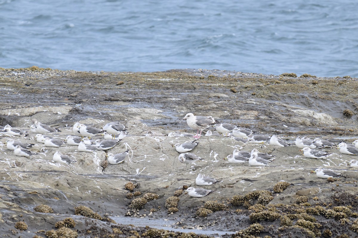 Slaty-backed Gull - ML624338513