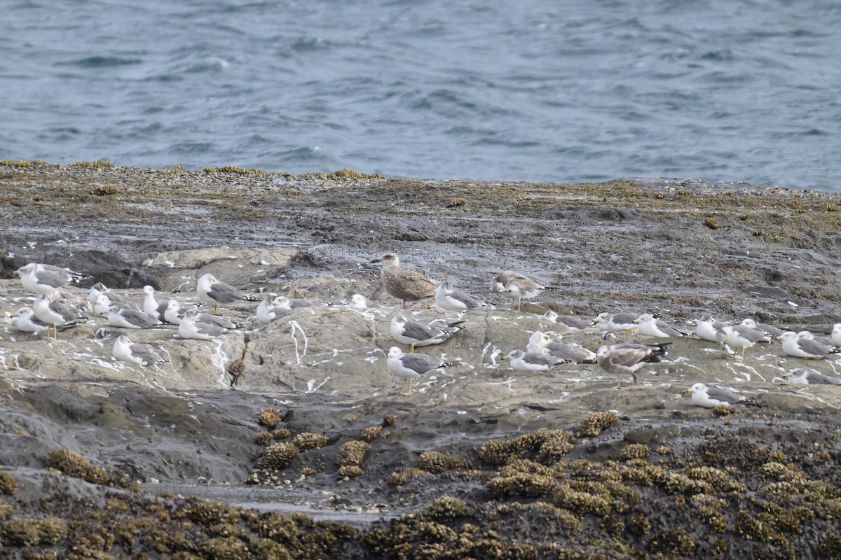 Slaty-backed Gull - ML624338514