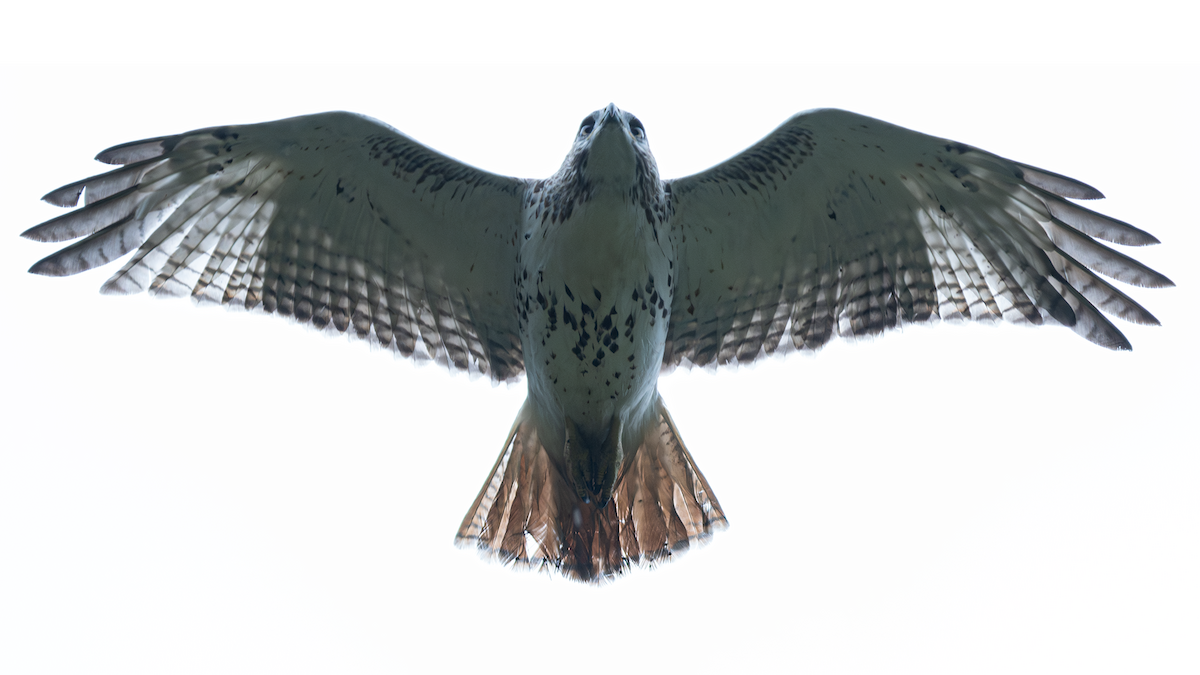 Red-tailed Hawk - ML624338574