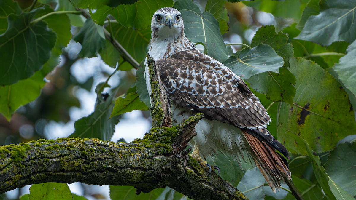 Red-tailed Hawk - ML624338575