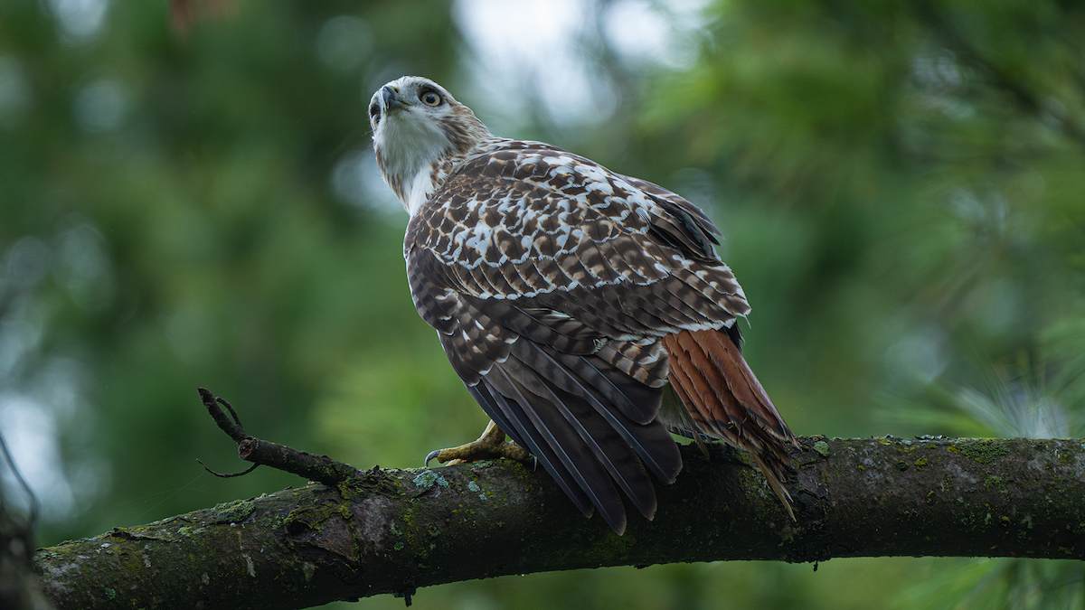 Red-tailed Hawk - ML624338576