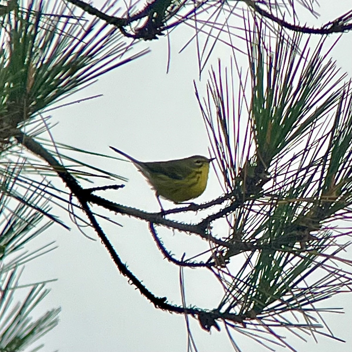 Prairie Warbler - ML624338633