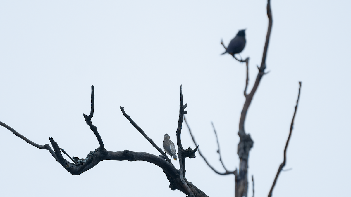 Cedar Waxwing - ML624338665