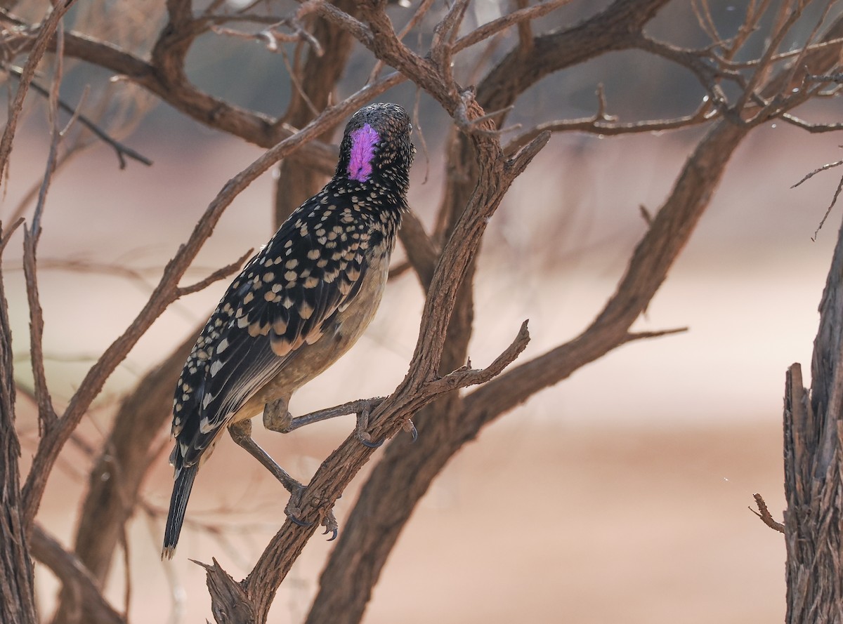 Western Bowerbird - ML624338768