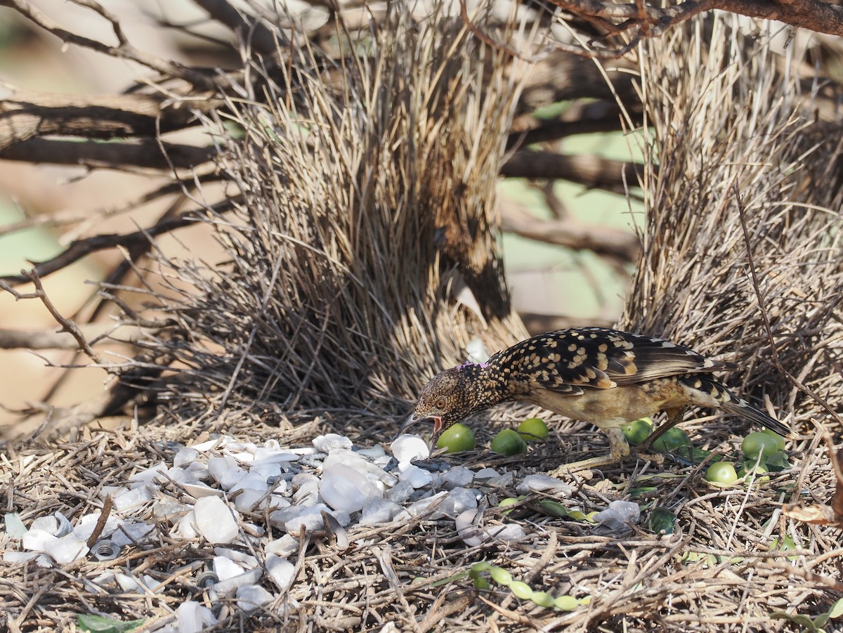 Western Bowerbird - ML624338769