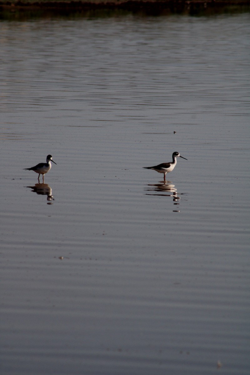 Black-necked Stilt - ML624338772
