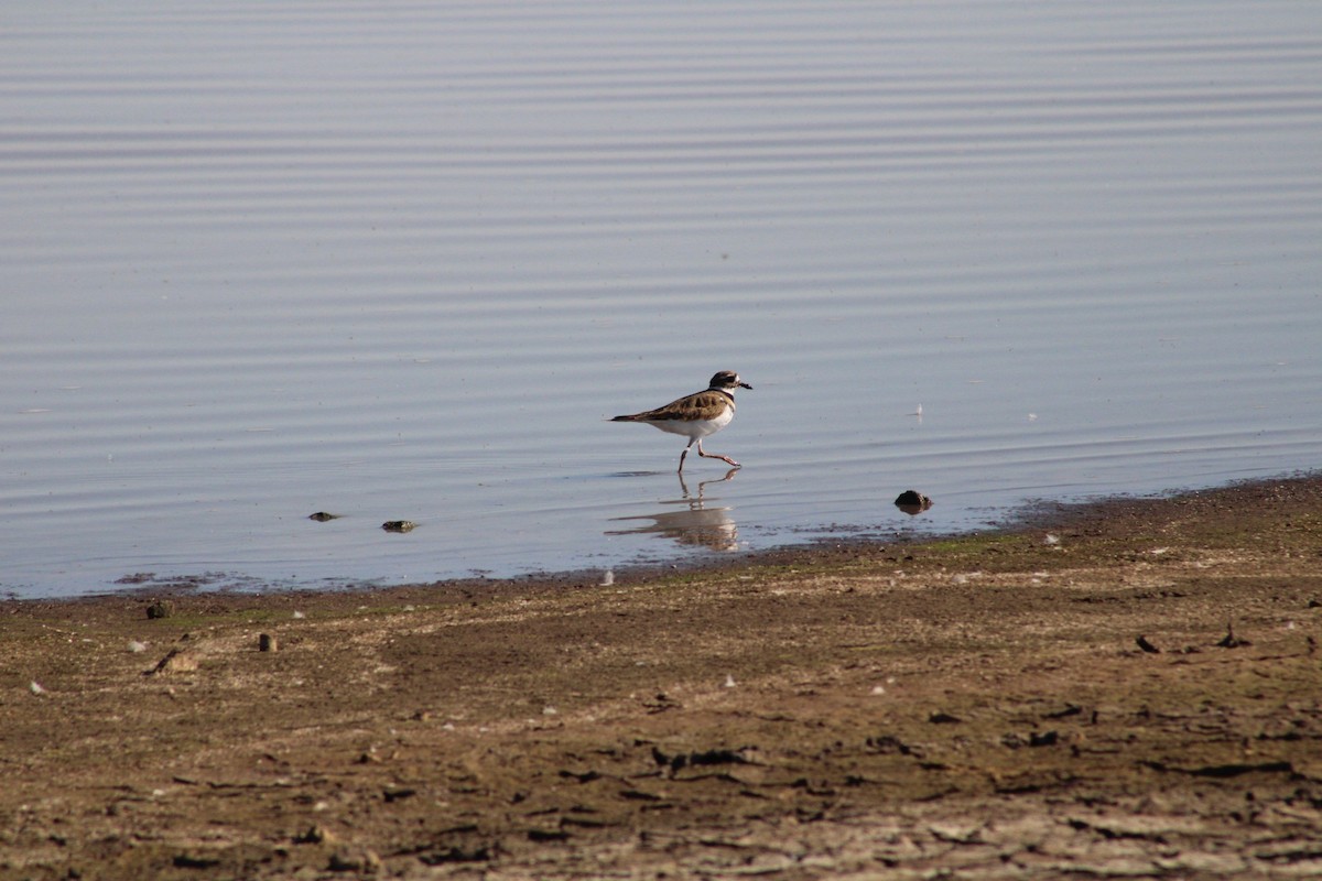 Killdeer - ML624338776
