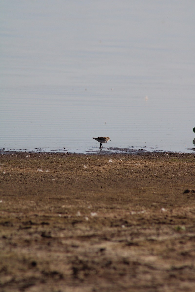 Least Sandpiper - ML624338783