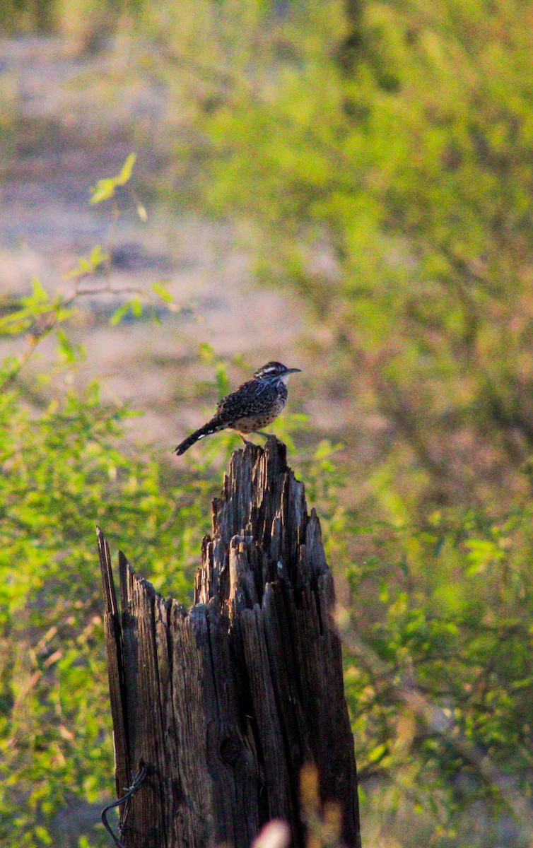 Cactus Wren - ML624338790
