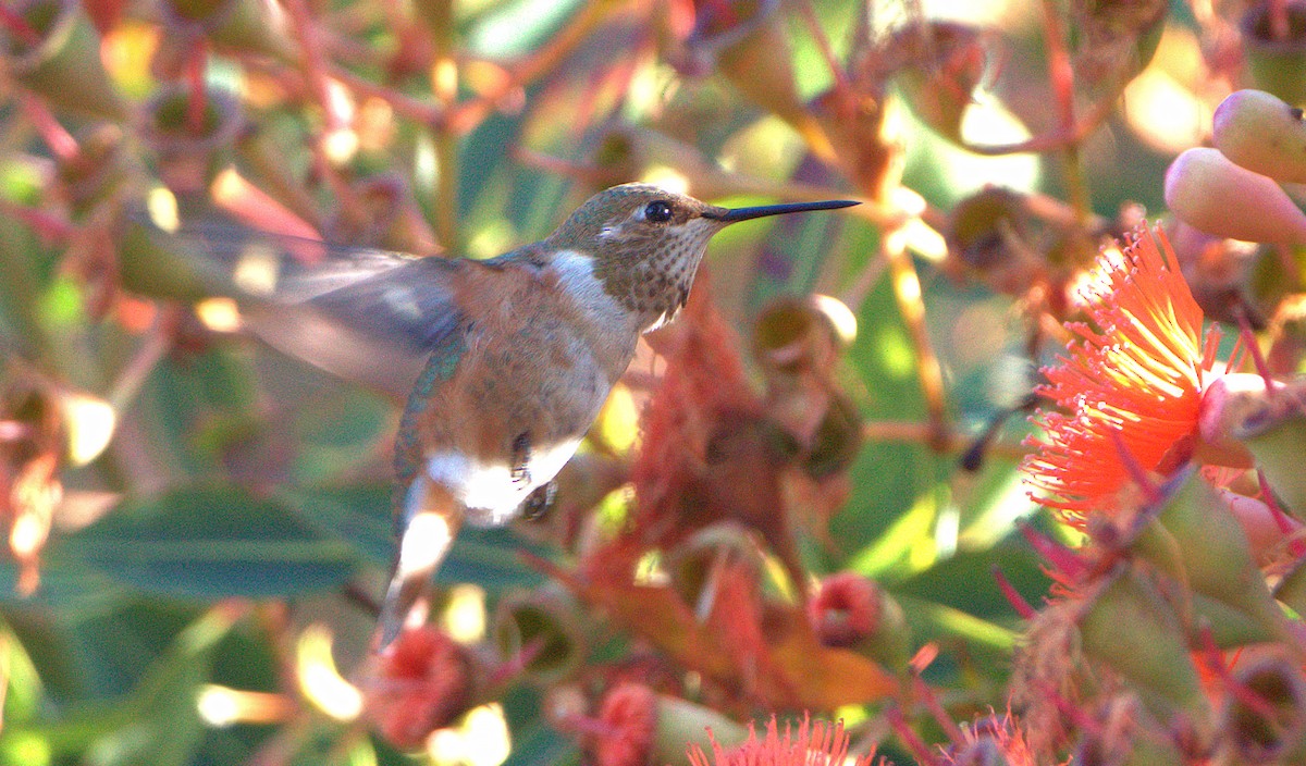 Rufous/Allen's Hummingbird - ML624338811