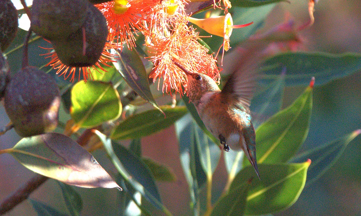 Rufous/Allen's Hummingbird - ML624338812