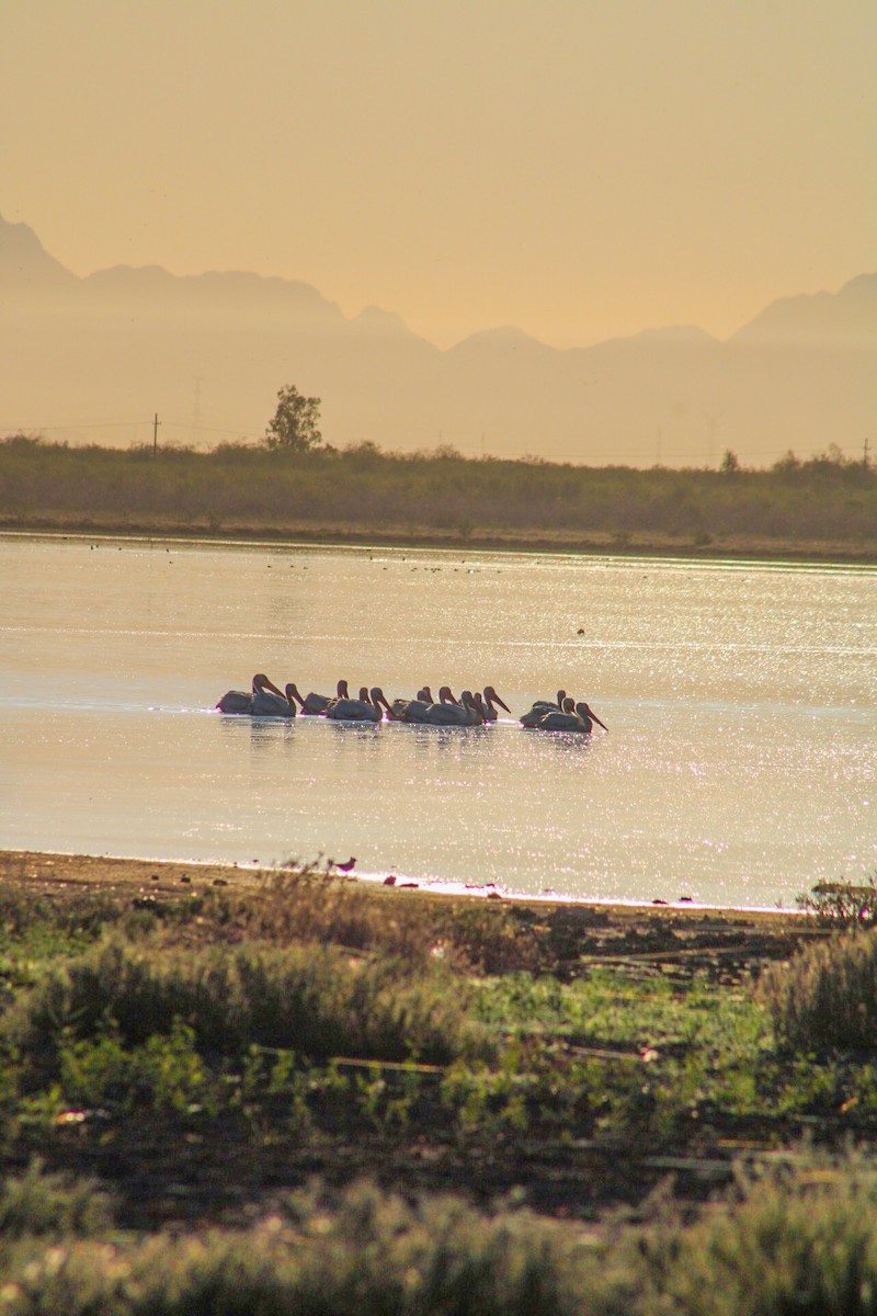 American White Pelican - ML624338831