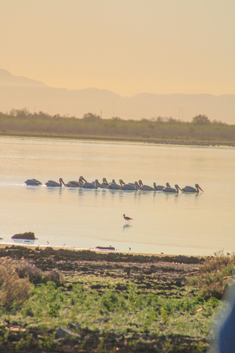 American White Pelican - ML624338834