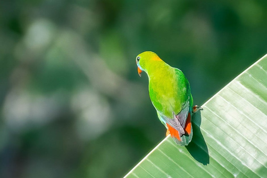 Philippine Hanging-Parrot - ML624338853