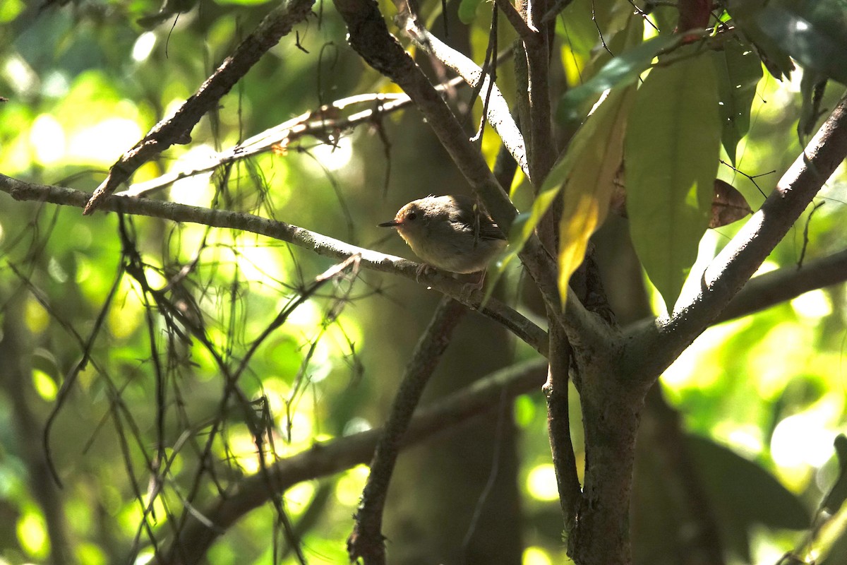 Large-billed Scrubwren - ML624338872