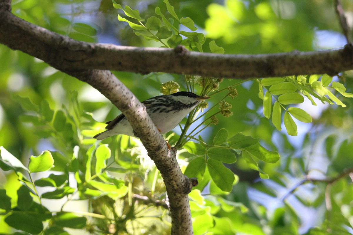 Blackpoll Warbler - ML624338880