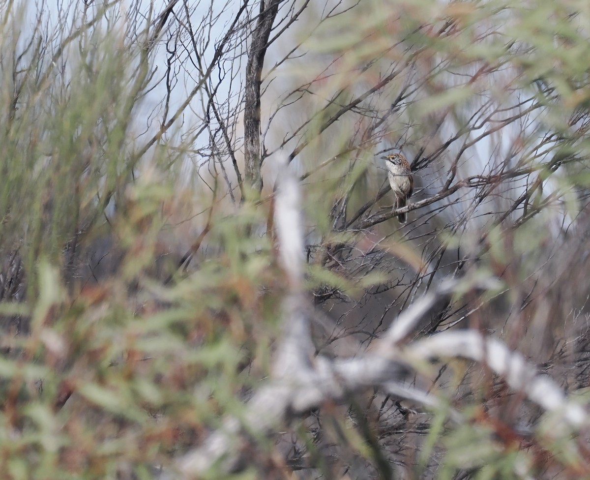 Sandhill Grasswren - ML624338882