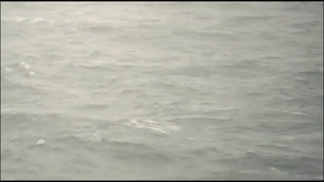 Тайфунник мадейрський/кабо-вердський/дезертський - ML624338887