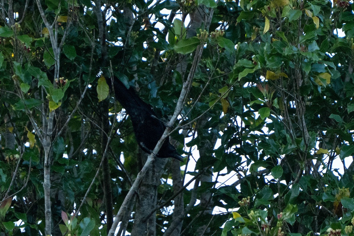 Flores Crow - ML624338888
