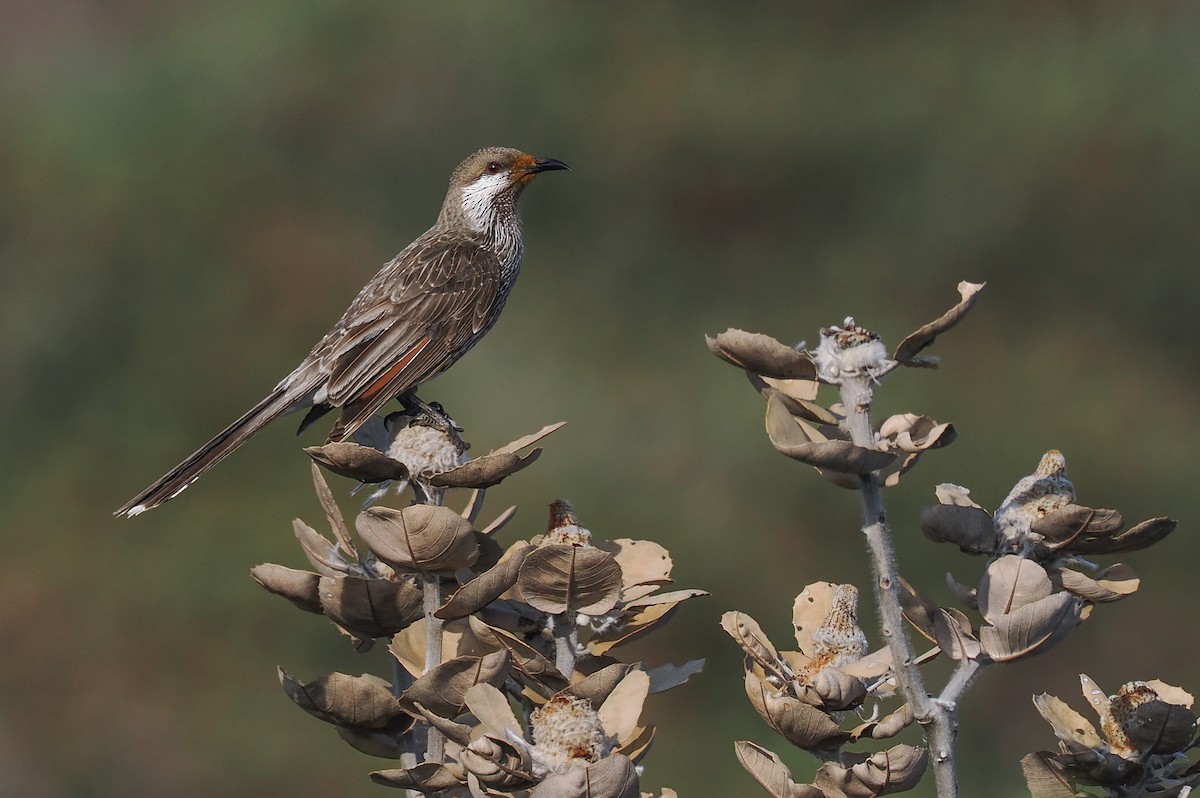 Western Wattlebird - ML624338889