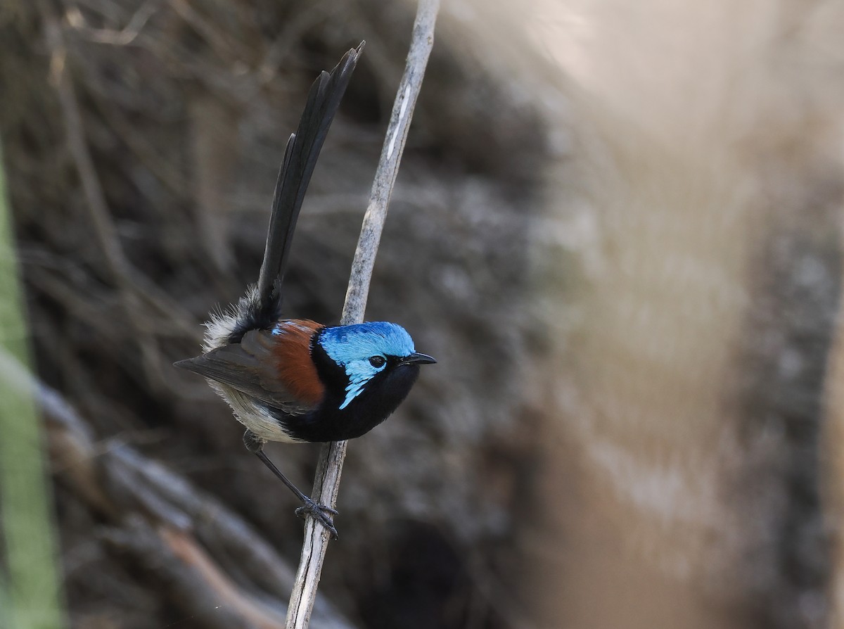 Red-winged Fairywren - ML624338892