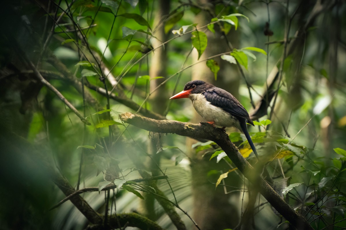 White-rumped Kingfisher - ML624338927