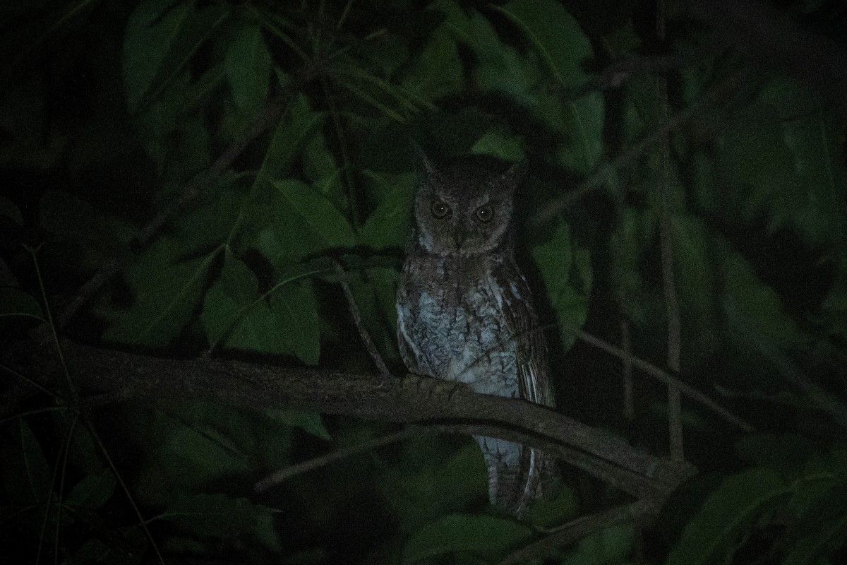 Moluccan Scops-Owl - ML624338932