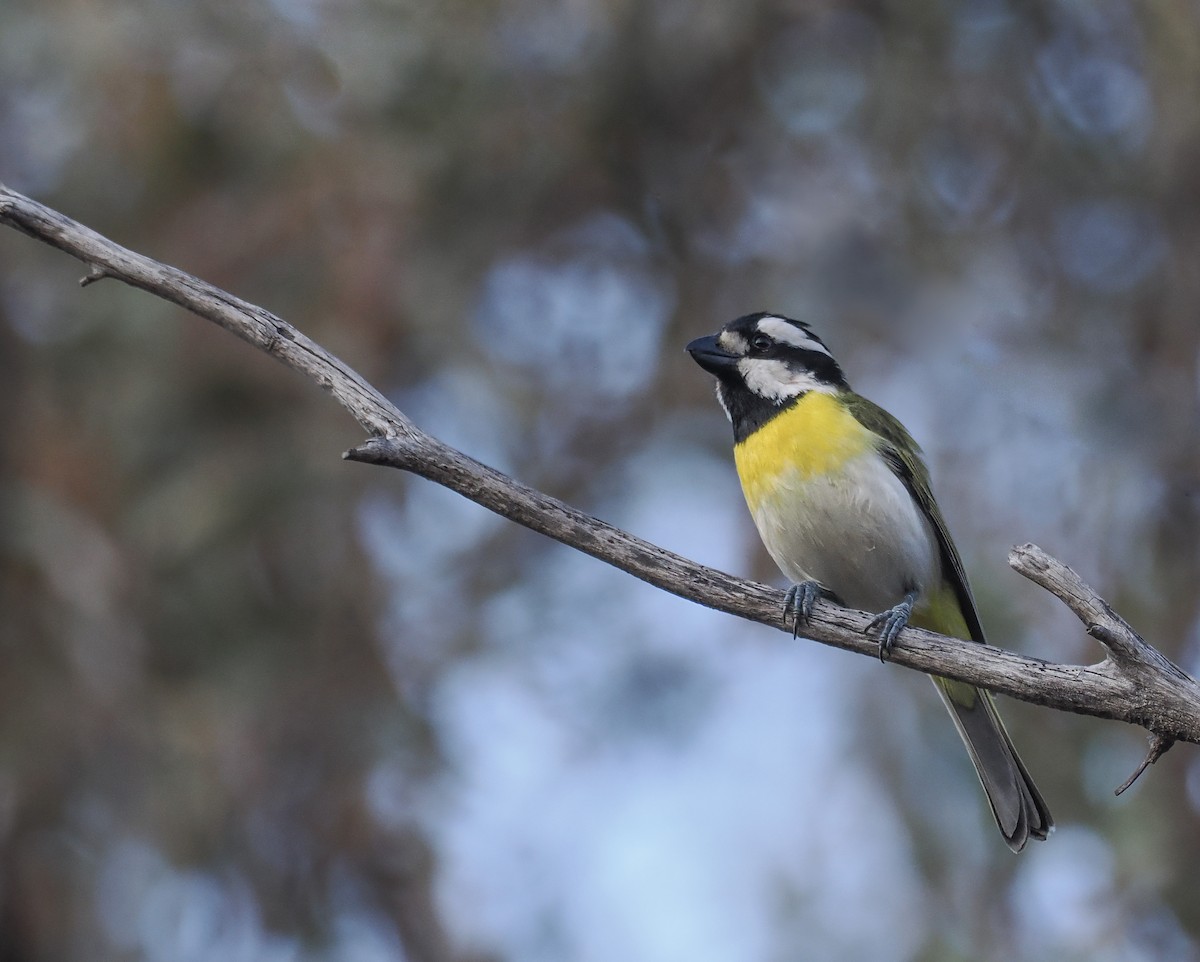 Western Shrike-tit - ML624338933