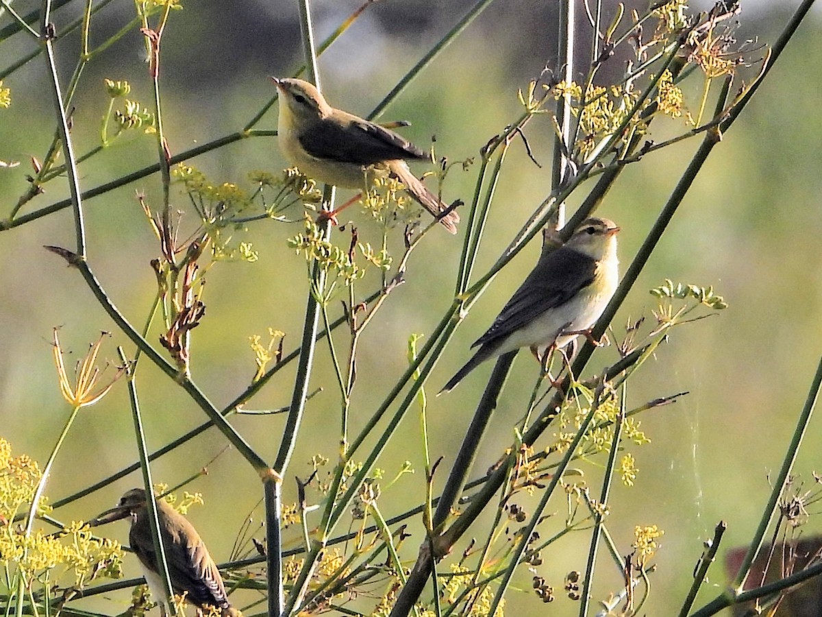 Willow Warbler - ML624339006