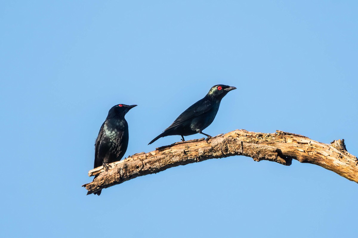 Asian Glossy Starling - ML624339045