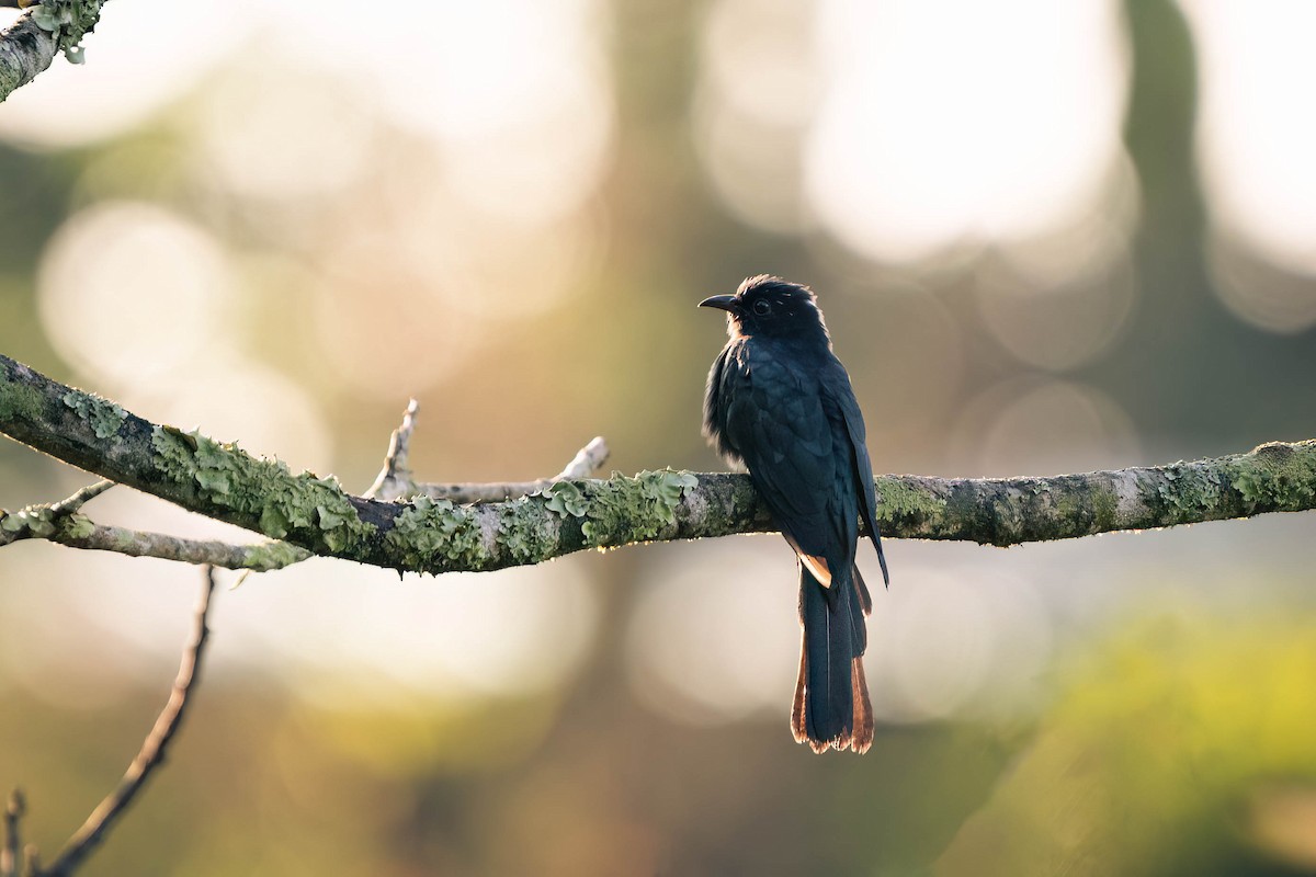Square-tailed Drongo-Cuckoo - ML624339047