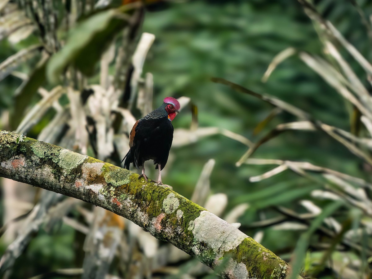 Green Junglefowl - ML624339048