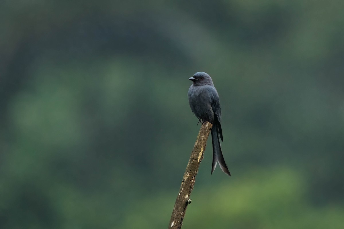 Ashy Drongo - ML624339049